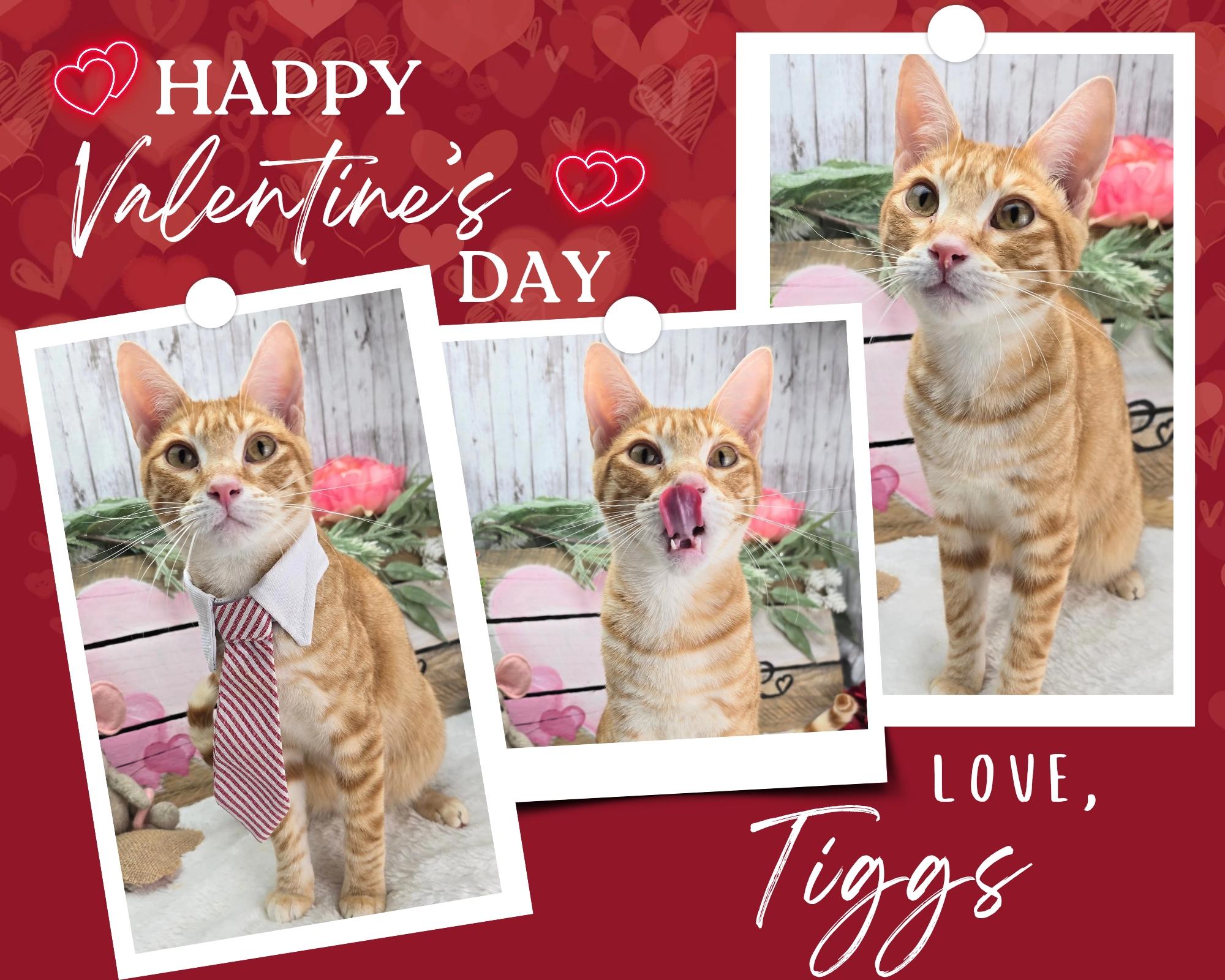Enlarge Tiggs the Lover Boy, a Adoptable Domestic Short Hair in Rocky Hill, CT image 5/5