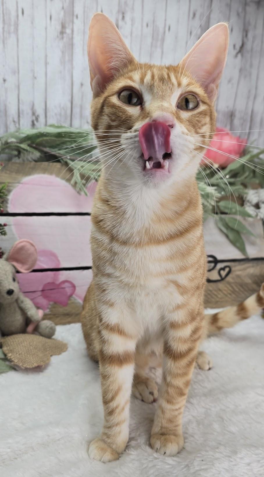 Enlarge Tiggs the Lover Boy, a Adoptable Domestic Short Hair in Rocky Hill, CT image 2/5