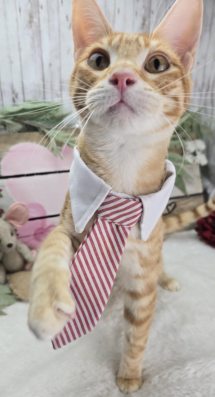 Enlarge Tiggs the Lover Boy, a Adoptable Domestic Short Hair in Rocky Hill, CT image 3/5