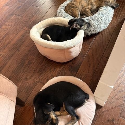 Enlarge Pippa, a Adoptable mixed breed in Cedar Rapids, IA image 4/6