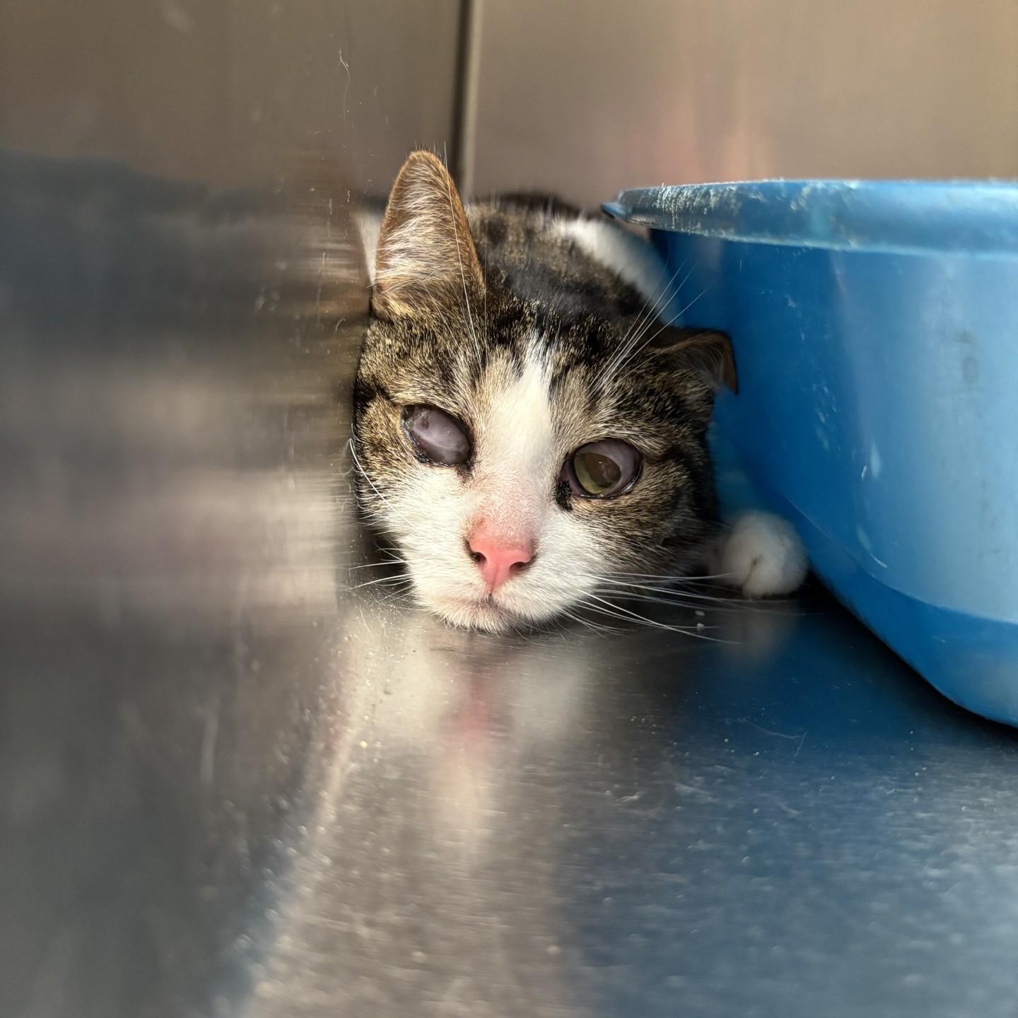 Jupiter, Adoptable, Adult Female Domestic Short Hair.
