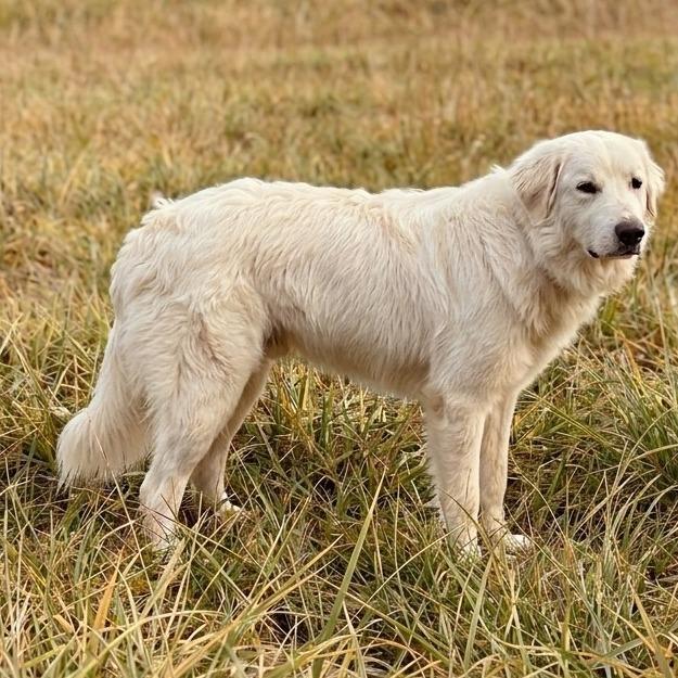 Enlarge Miss Pickles, a Adoptable mixed breed in Guntersville, AL image 1/1