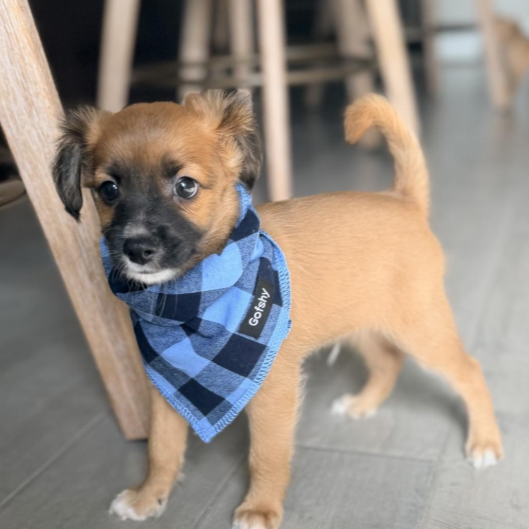 Enlarge Kuiper, a Adoptable mixed breed in Montgomery, TX image 1/4