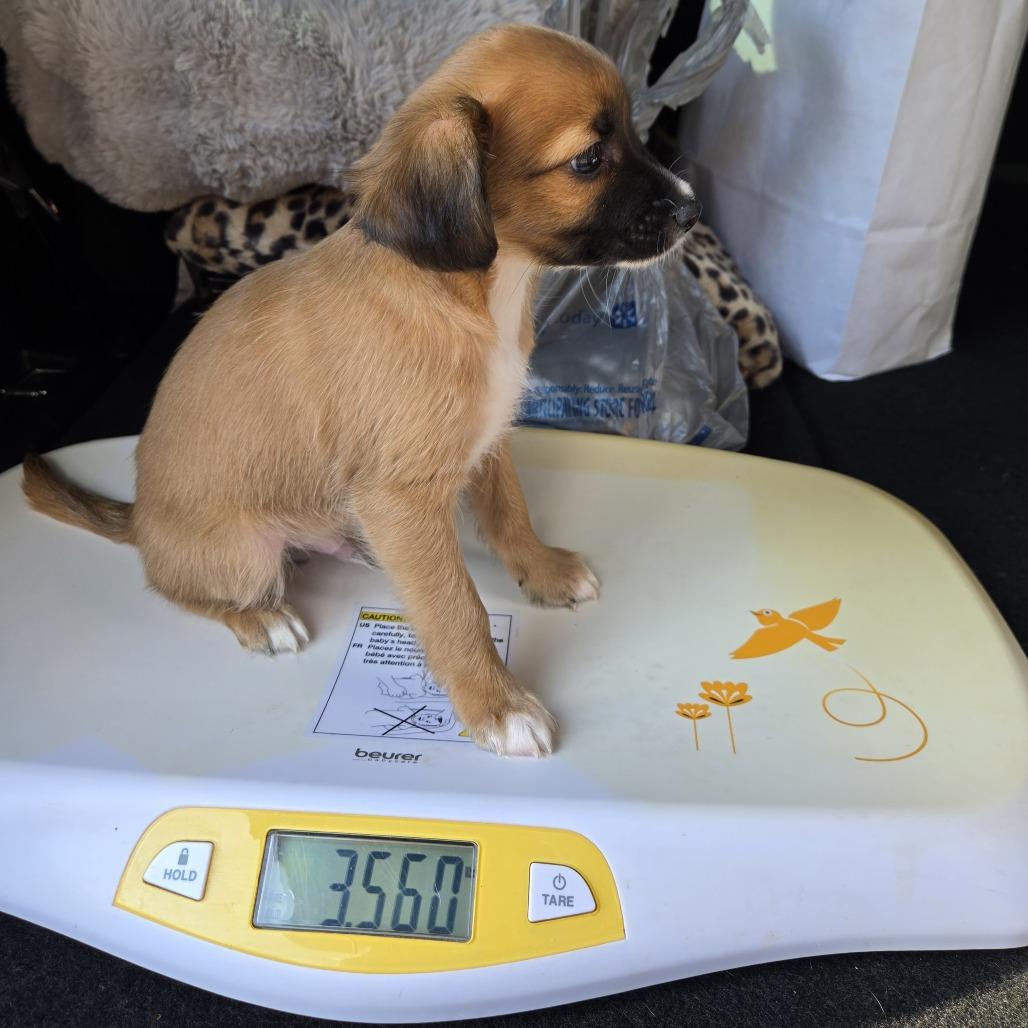 Enlarge Kuiper, a Adoptable mixed breed in Montgomery, TX image 2/4