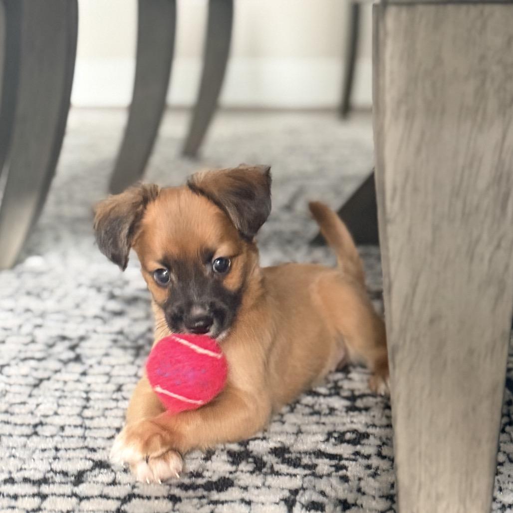 Enlarge Kuiper, a Adoptable mixed breed in Montgomery, TX image 4/4