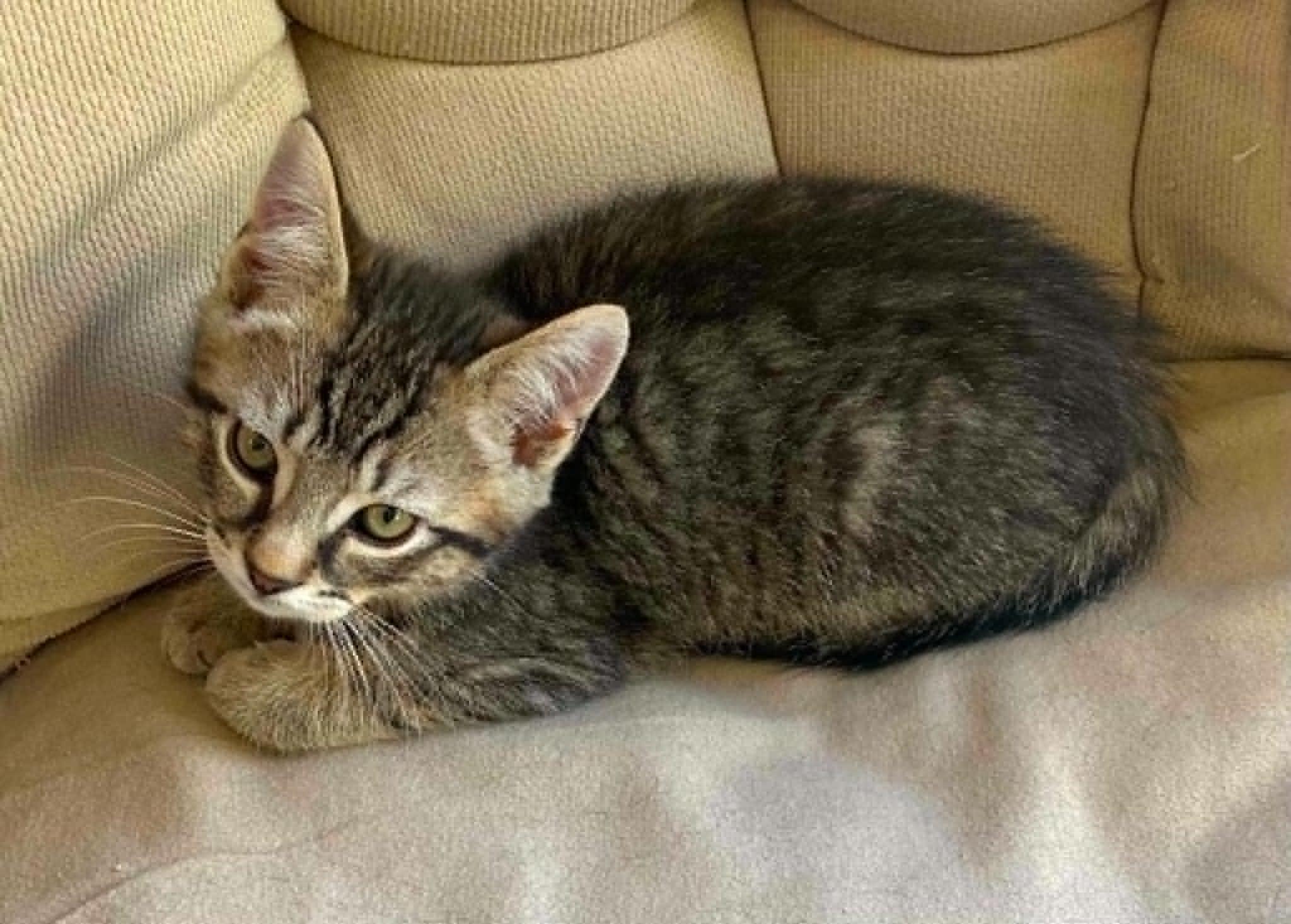 Enlarge Twix, an adopted Domestic Short Hair in Chicopee, MA image 3/3