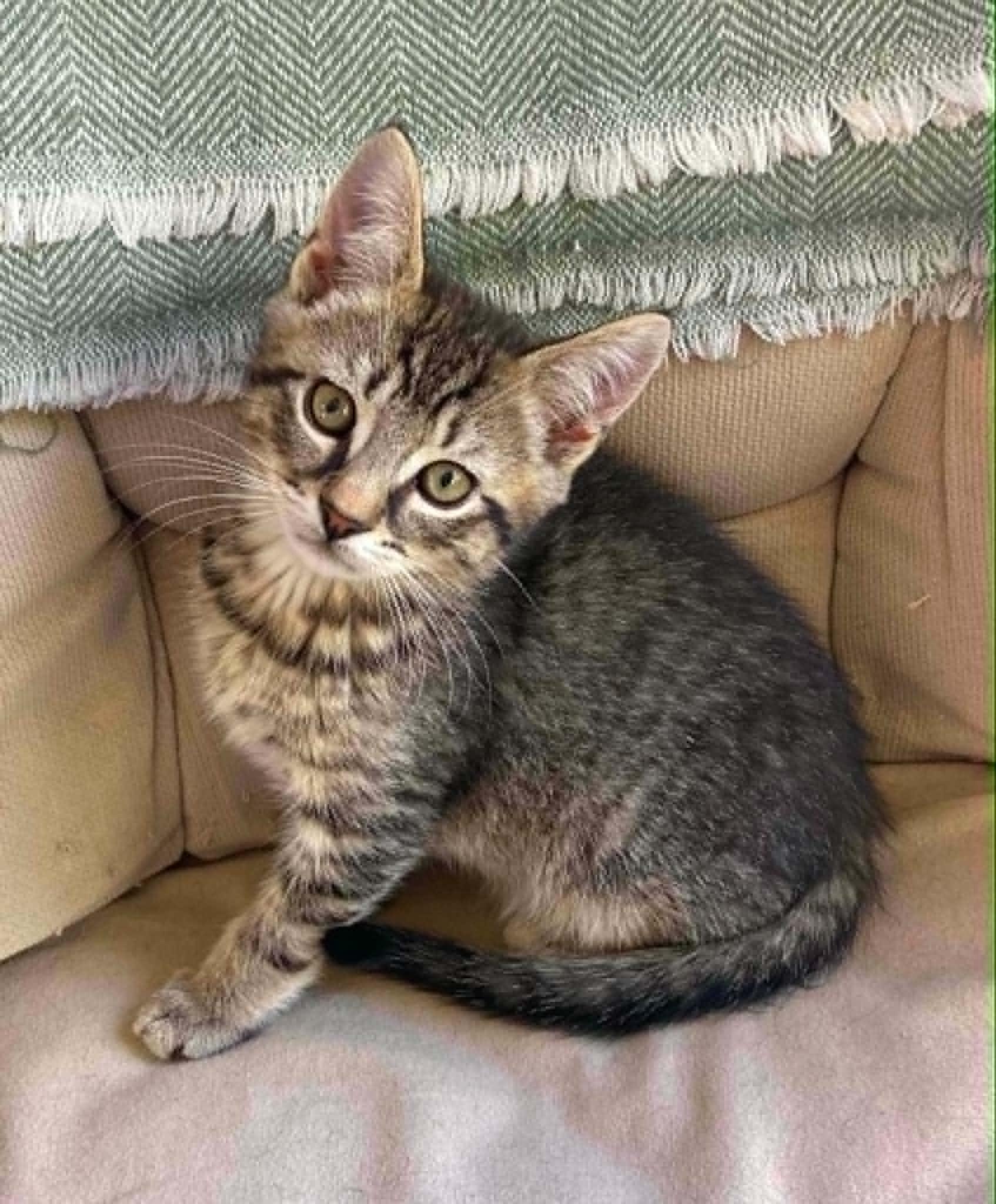 Twix, adopted, Kitten Male Domestic Short Hair.