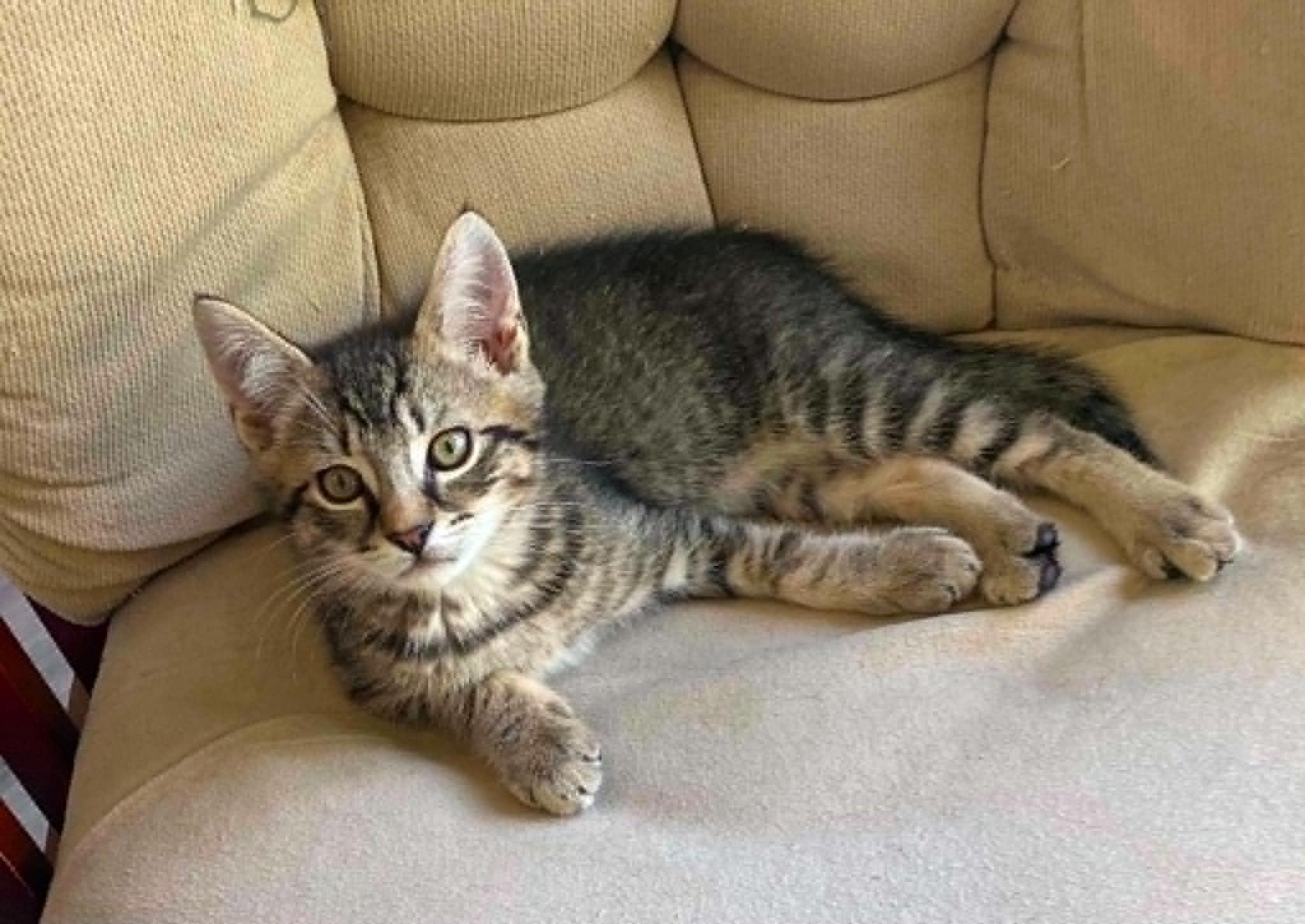 Enlarge Twix, an adopted Domestic Short Hair in Chicopee, MA image 2/3