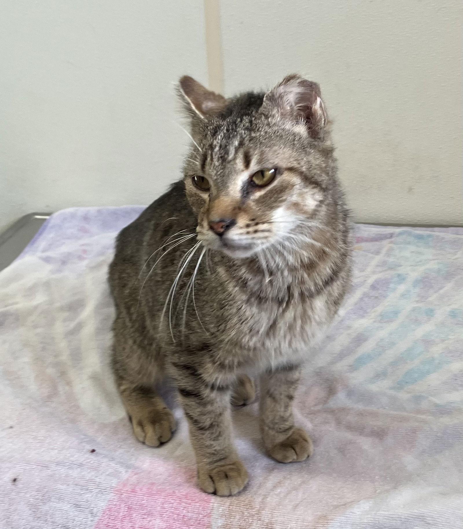 Gingerbread - Brown Tabby with Frostbit Ear - #18, a Adoptable Domestic Short Hair in Mitchell, SD image 1/2