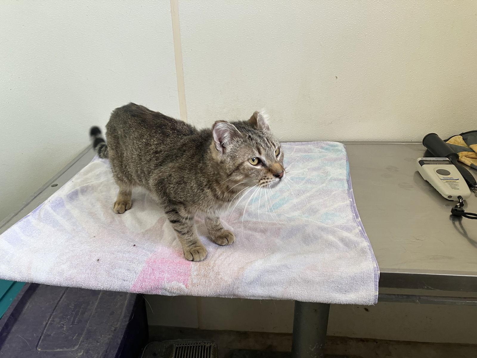 Gingerbread - Brown Tabby with Frostbit Ear - #18, a Adoptable Domestic Short Hair in Mitchell, SD image 2/2