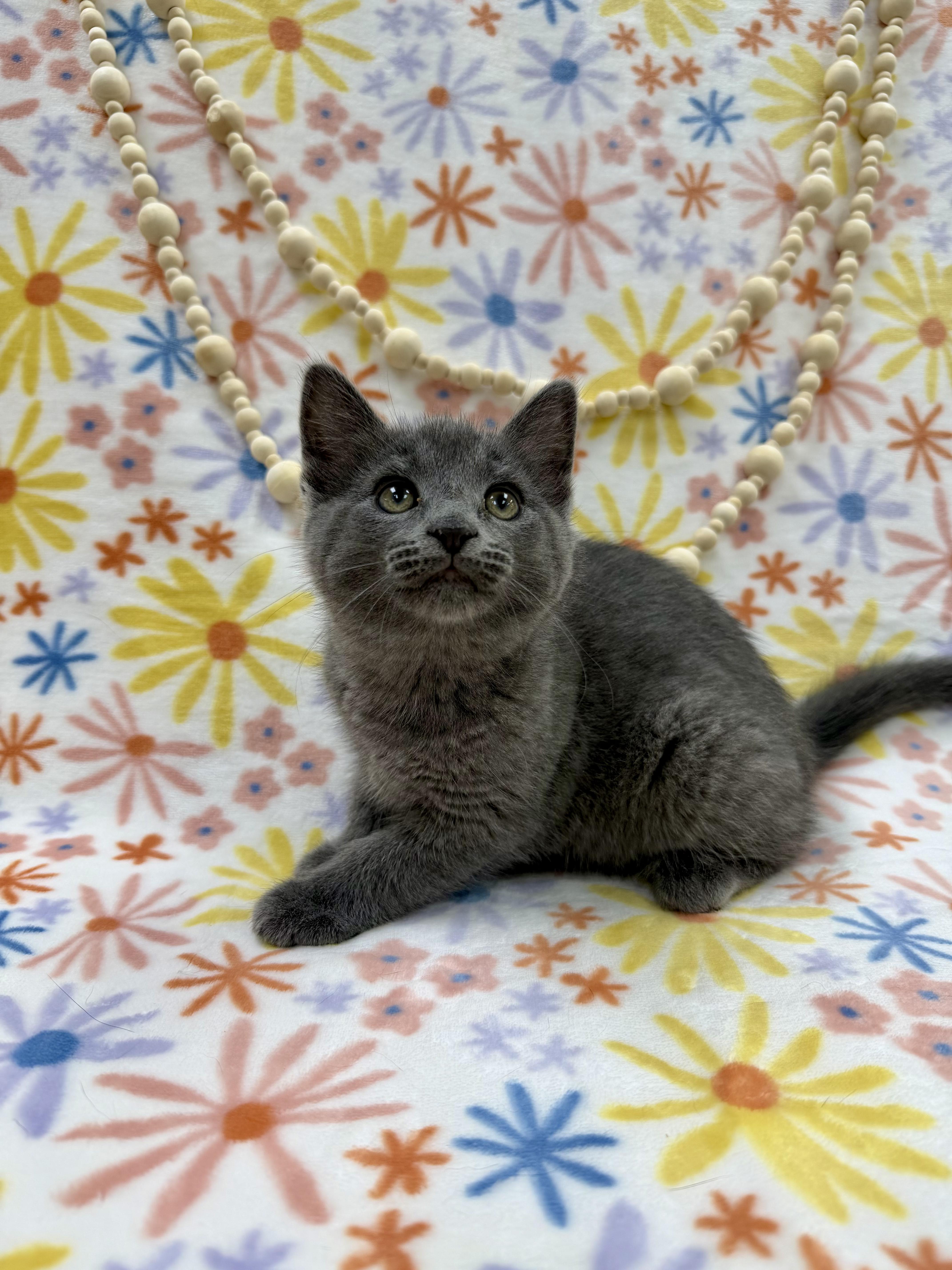 Enlarge Ash, an adopted Domestic Short Hair in Columbus, OH image 4/6