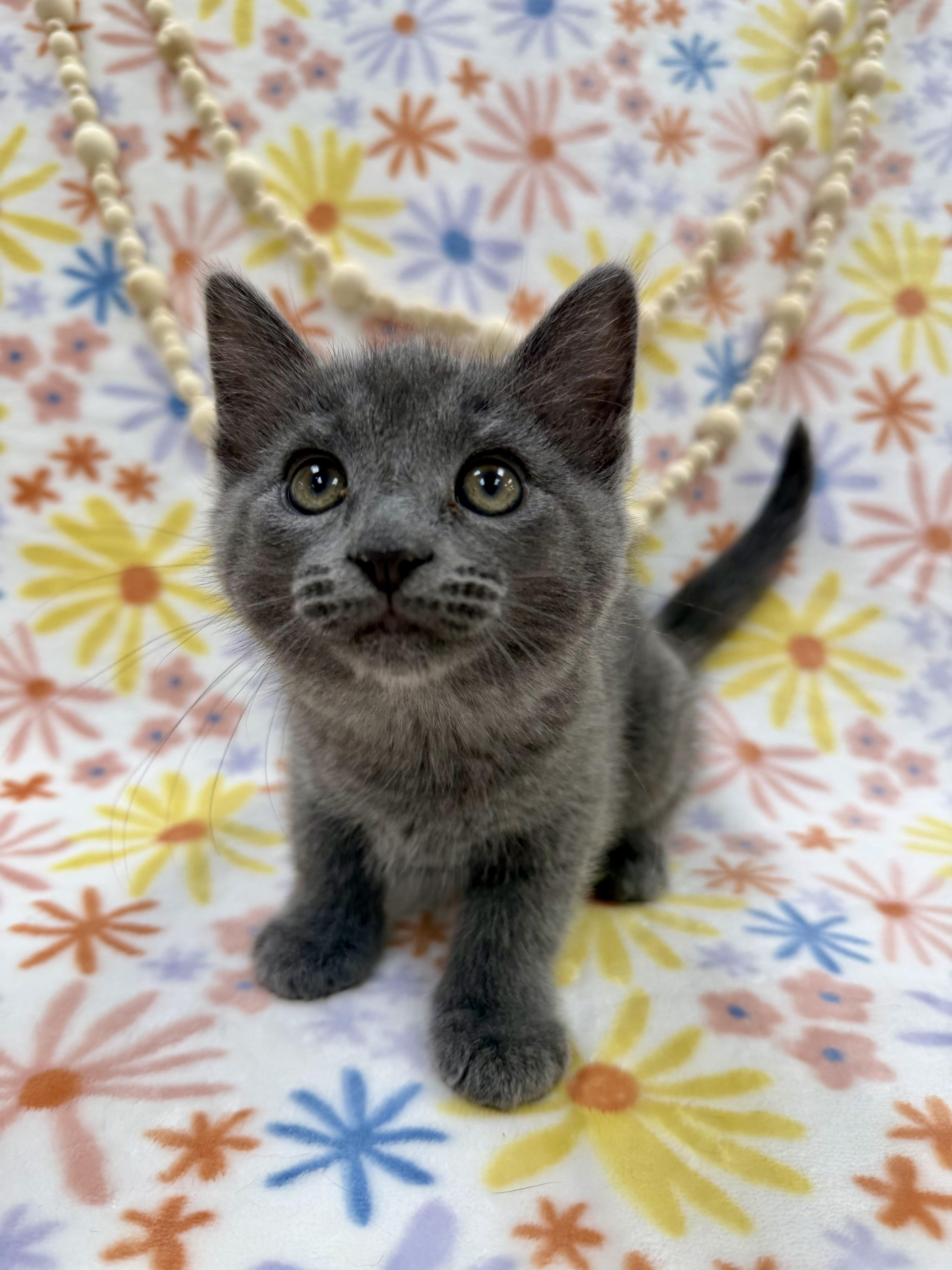 Enlarge Ash, an adopted Domestic Short Hair in Columbus, OH image 6/6