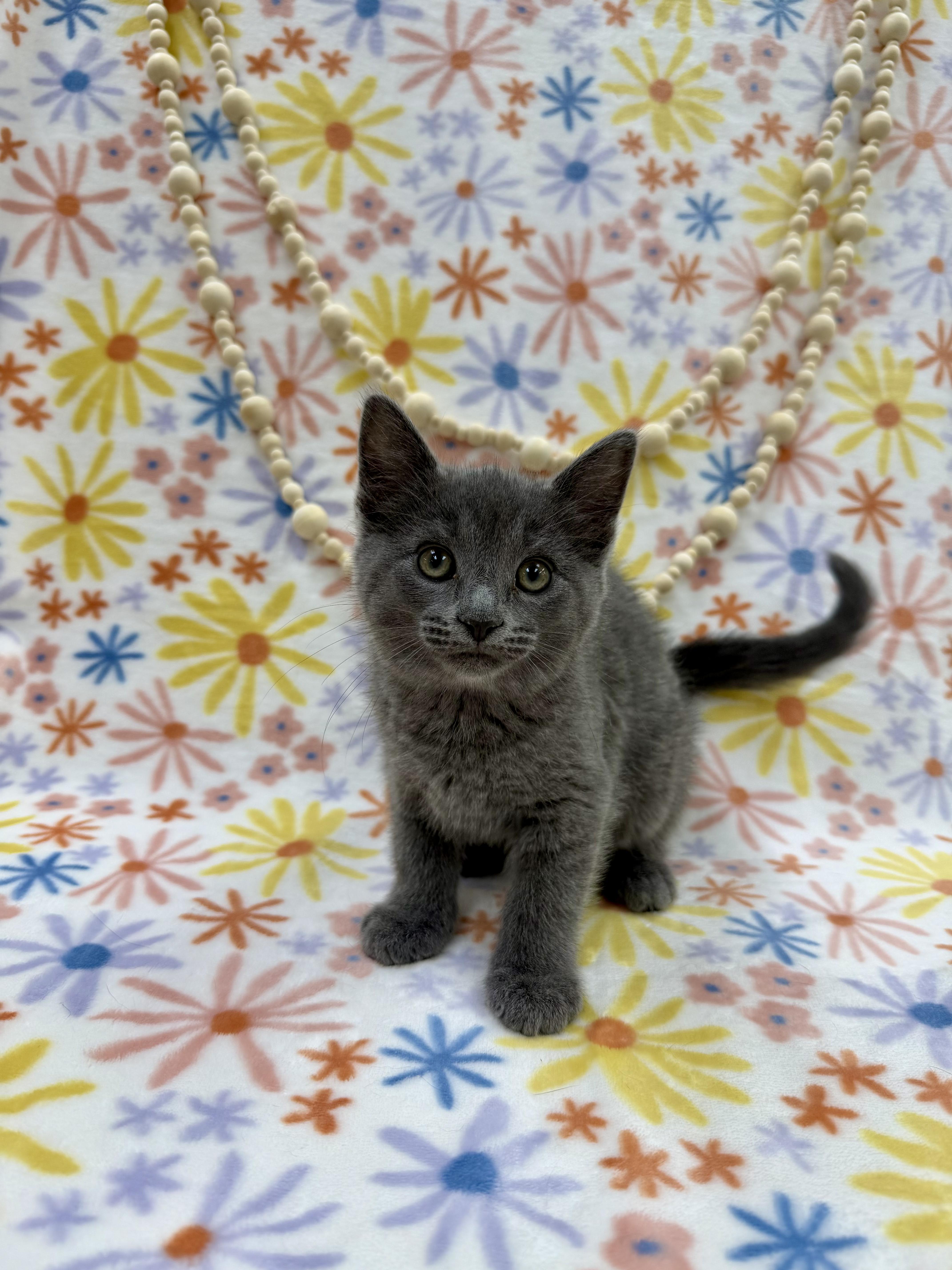Enlarge Ash, an adopted Domestic Short Hair in Columbus, OH image 5/6