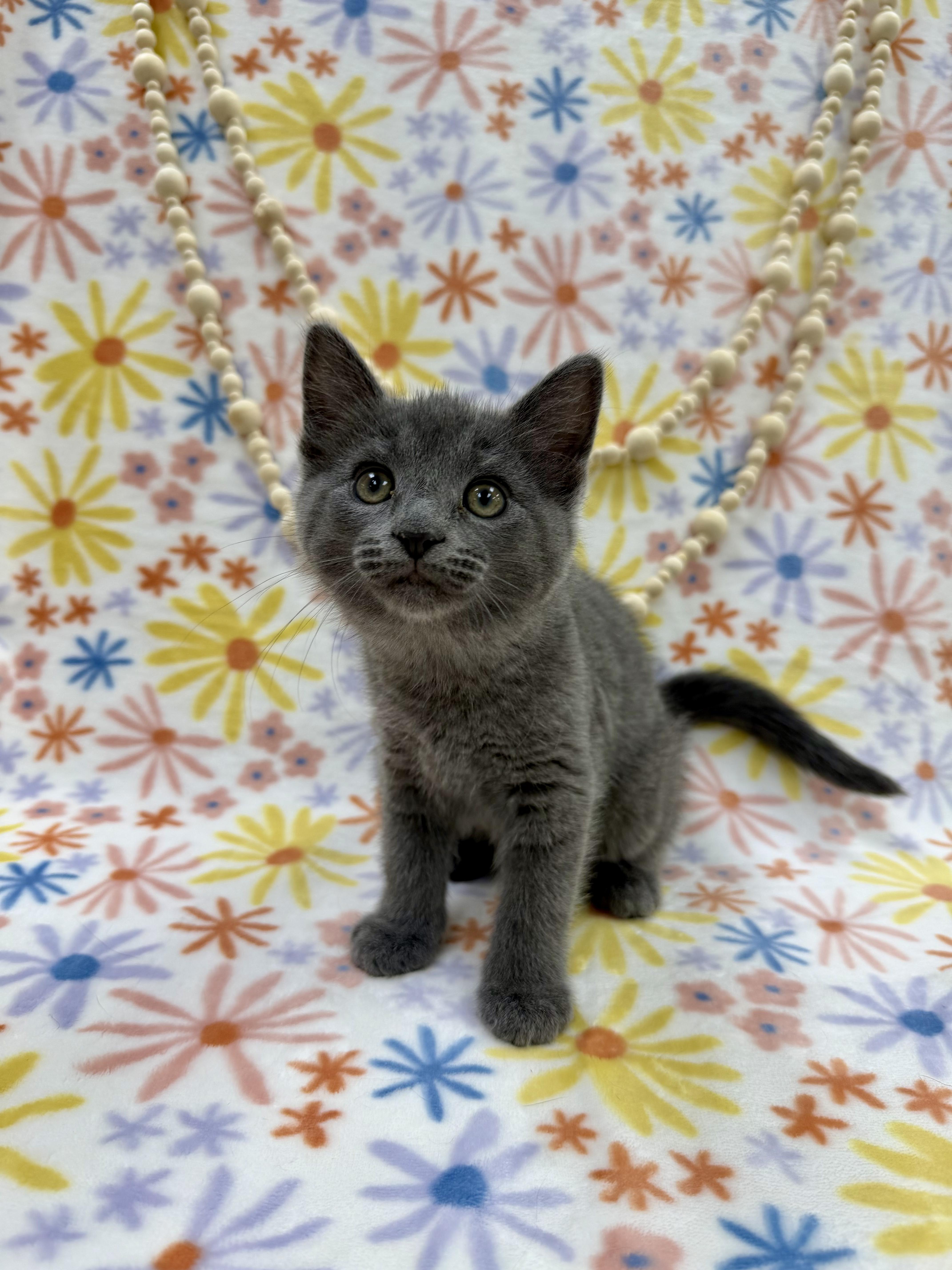 Enlarge Ash, an adopted Domestic Short Hair in Columbus, OH image 3/6
