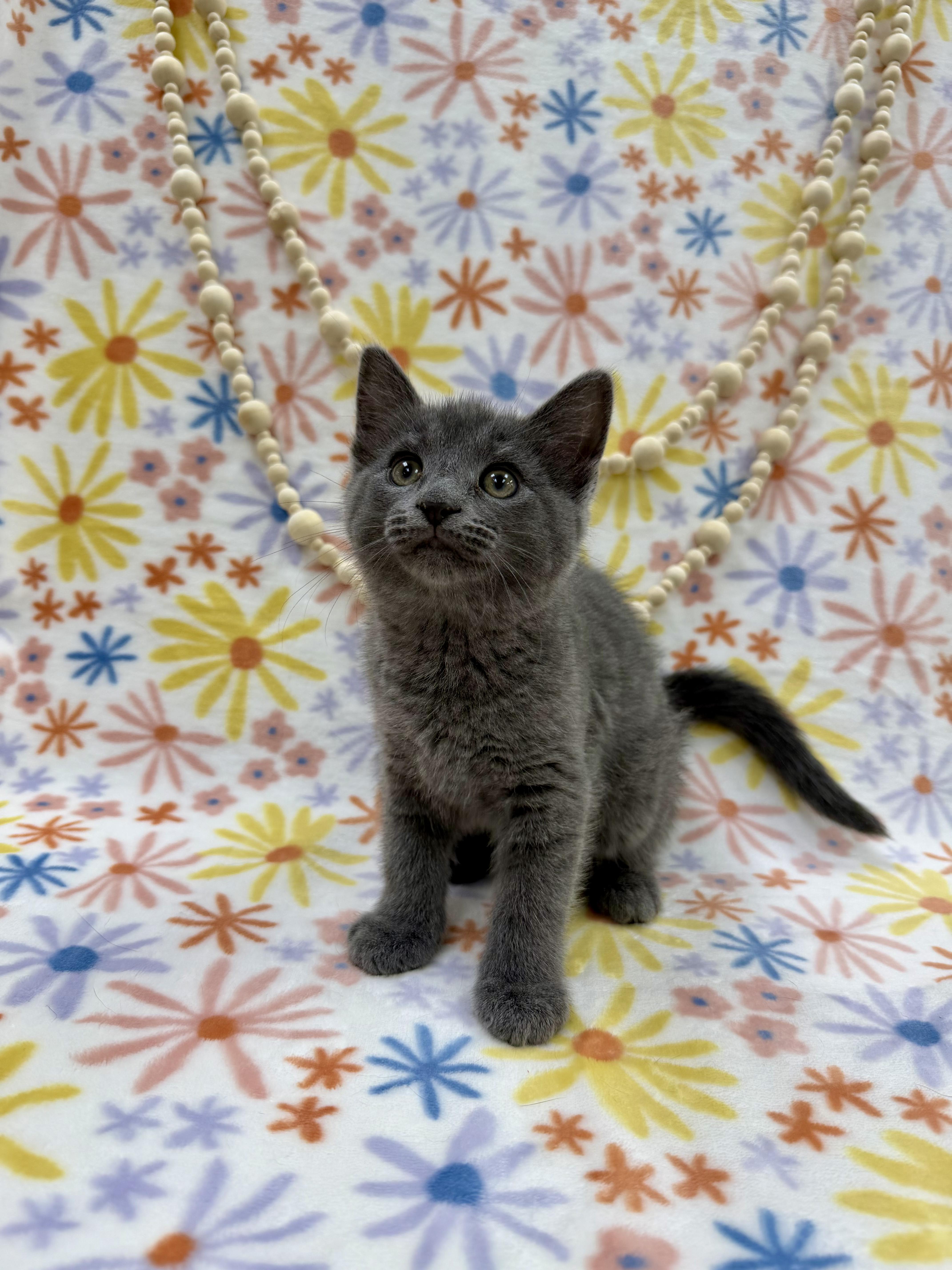 Enlarge Ash, an adopted Domestic Short Hair in Columbus, OH image 2/6