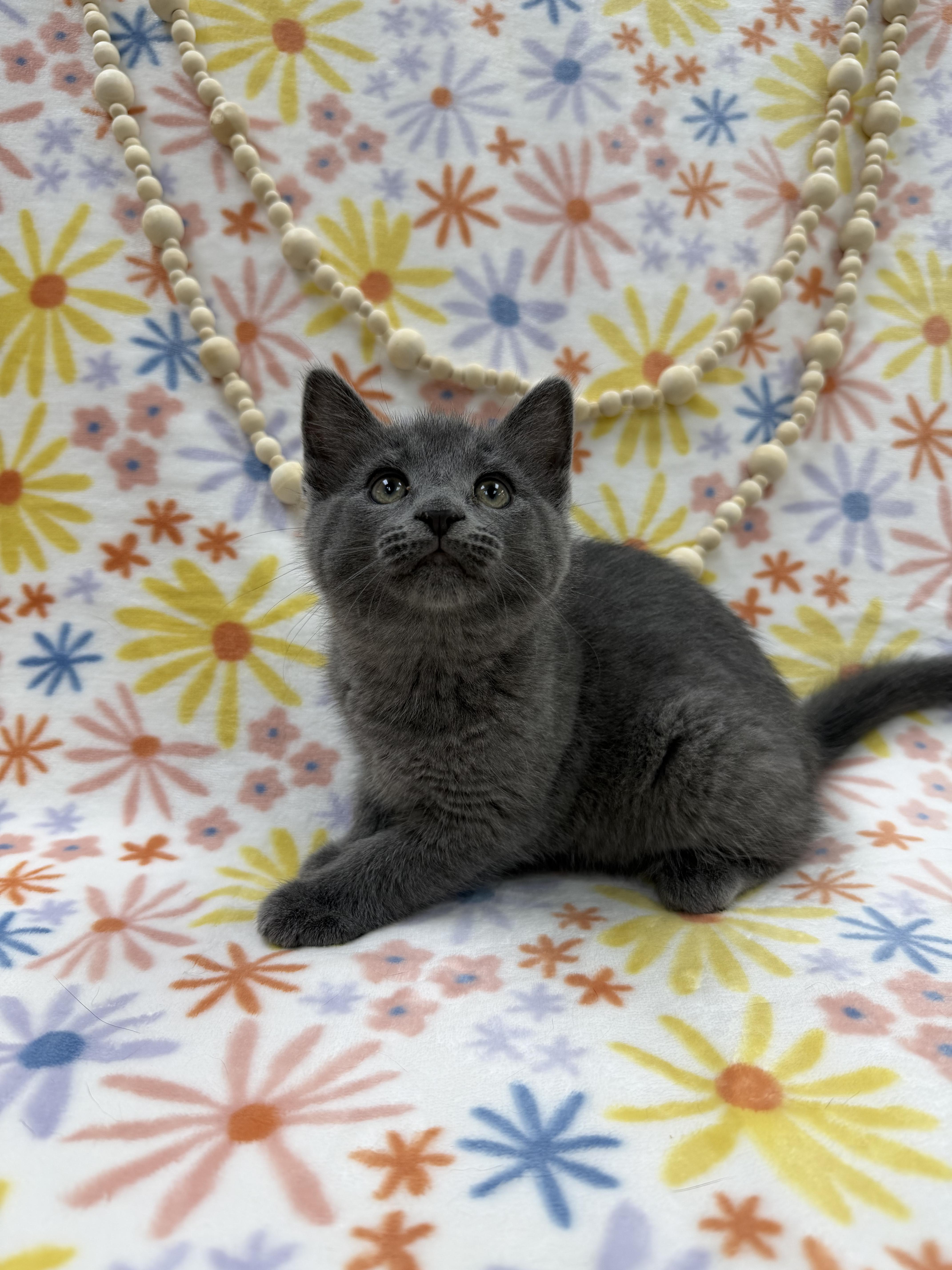 Ash, adopted, Kitten Female Domestic Short Hair.