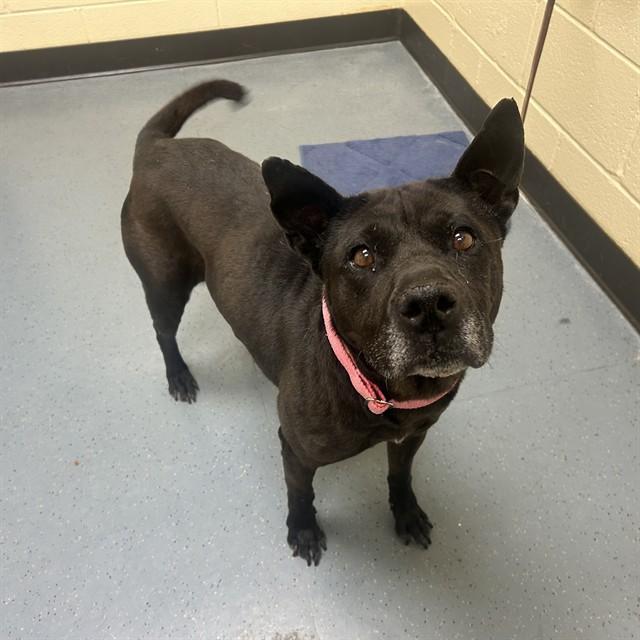 LOTUS, Adoptable, Adult Female Shar-Pei & Australian Cattle Dog / Blue Heeler.
