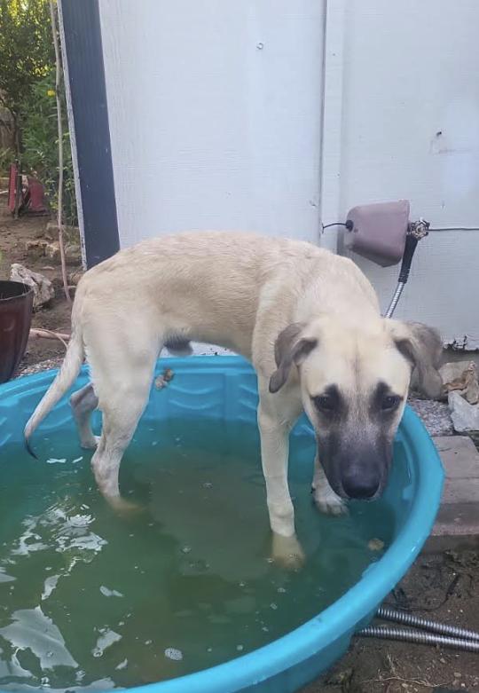 Coco, Adoptable, Puppy Male Chocolate Labrador Retriever & Black Mouth Cur.