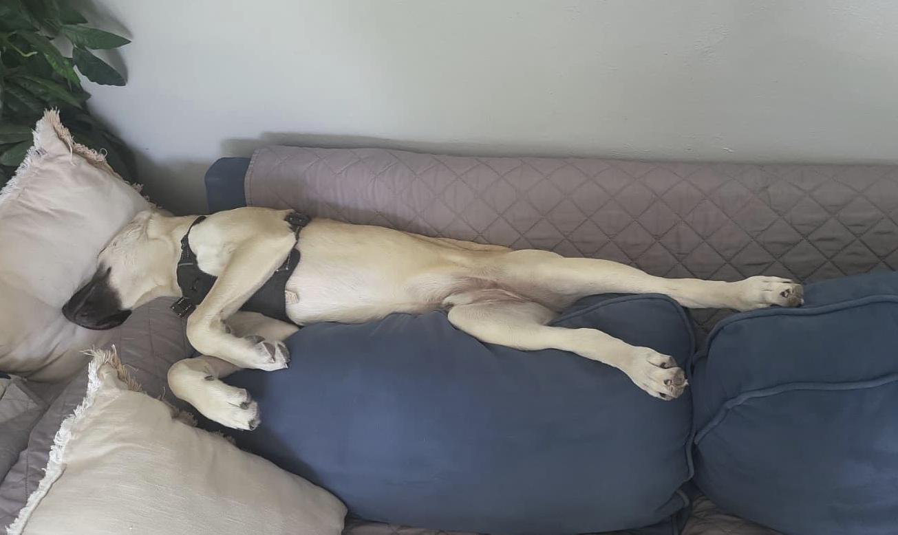 Coco, a Adoptable mixed breed in Lakeway, TX image 5/6