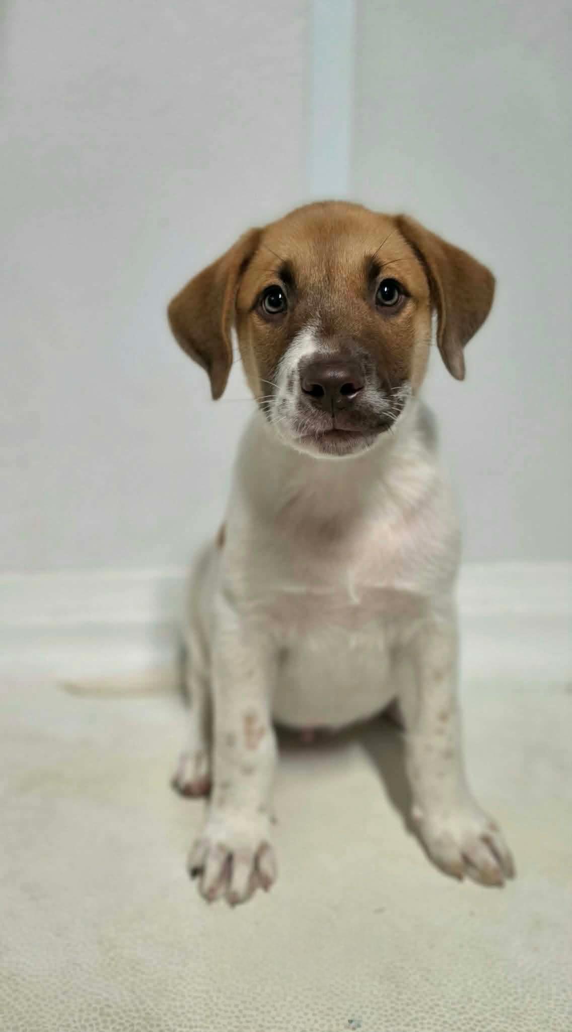 Enlarge JJ, a Adoptable Mixed Breed in Argyle, NY image 2/2