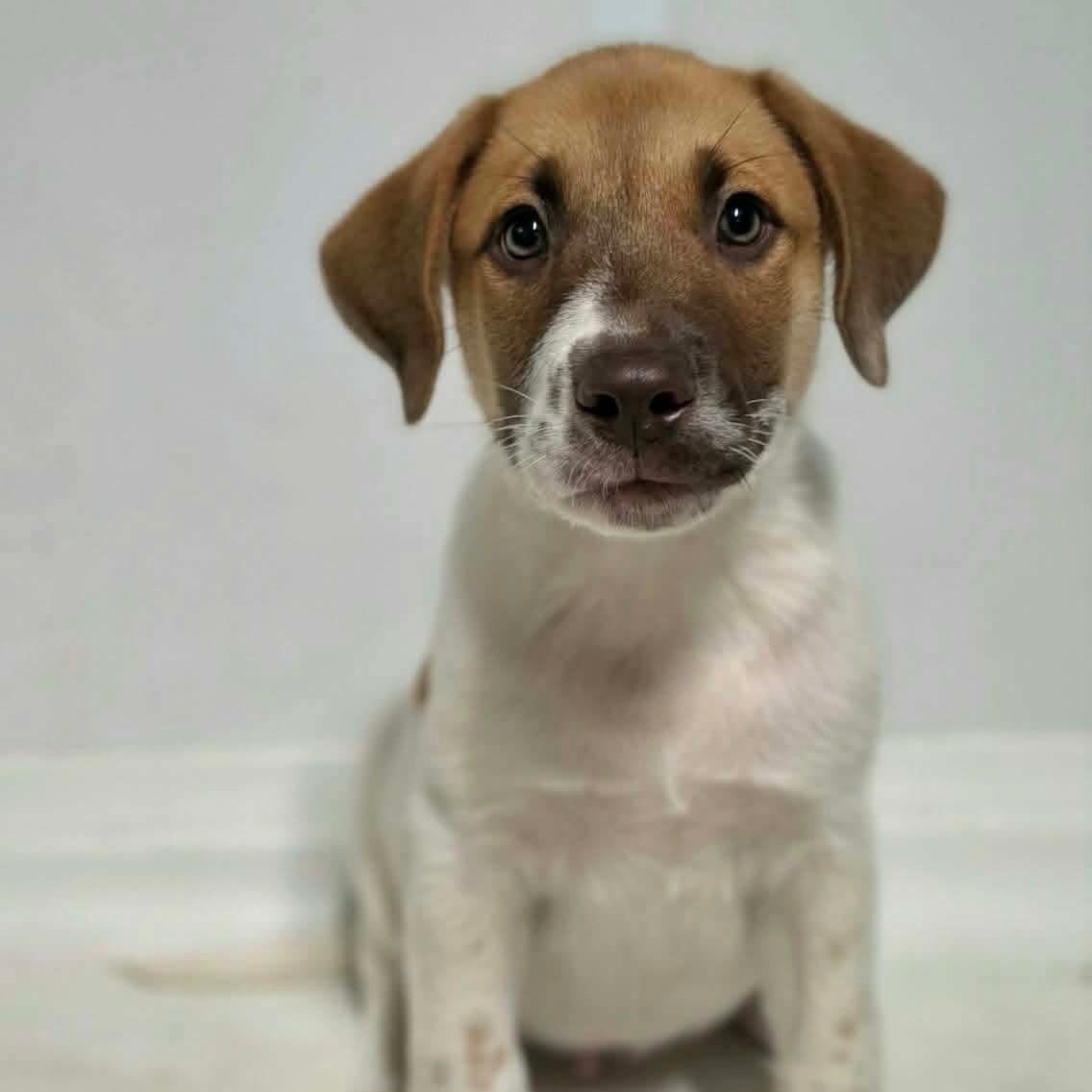 JJ, Adoptable, Puppy Male Mixed Breed.