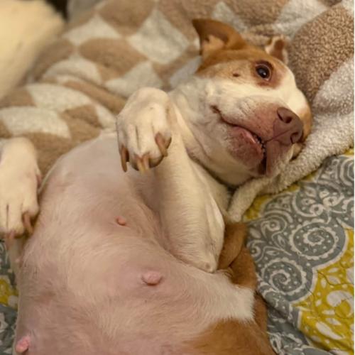 Enlarge Pollyanna (#351), a Adopted mixed breed in Twin lakes, WI image 1/4