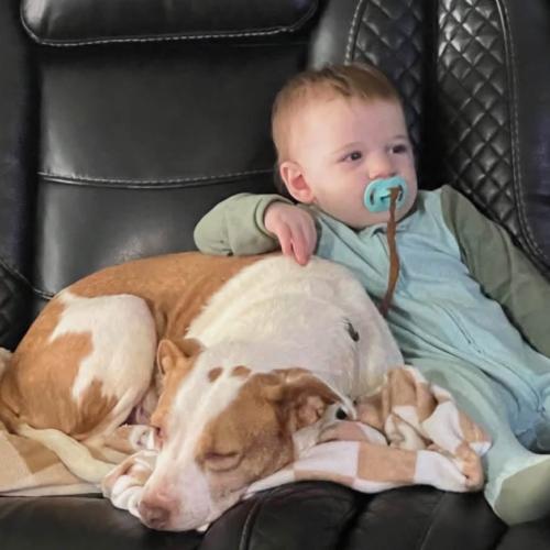 Enlarge Pollyanna (#351), a Adopted mixed breed in Twin lakes, WI image 2/4
