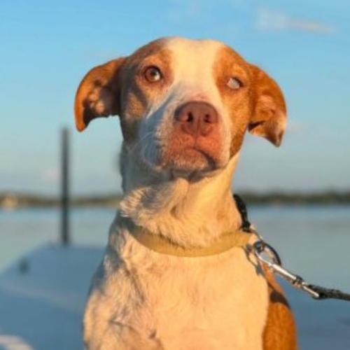 Enlarge Pollyanna (#351), a Adopted mixed breed in Twin lakes, WI image 3/4