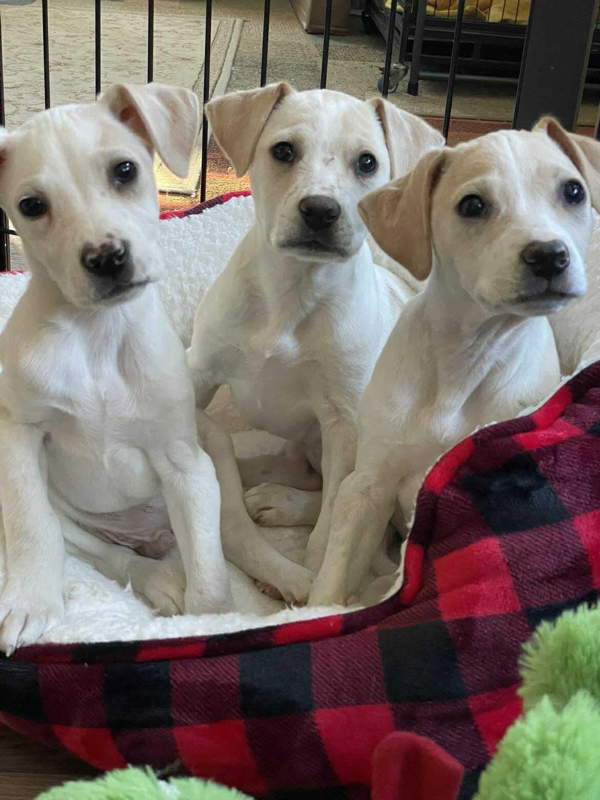 Samantha, a Adoptable Mixed Breed in Berwick, ME image 2/2