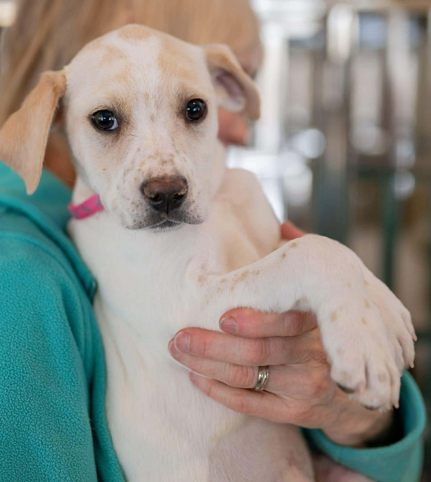 Samantha, Adoptable, Puppy Female Mixed Breed.