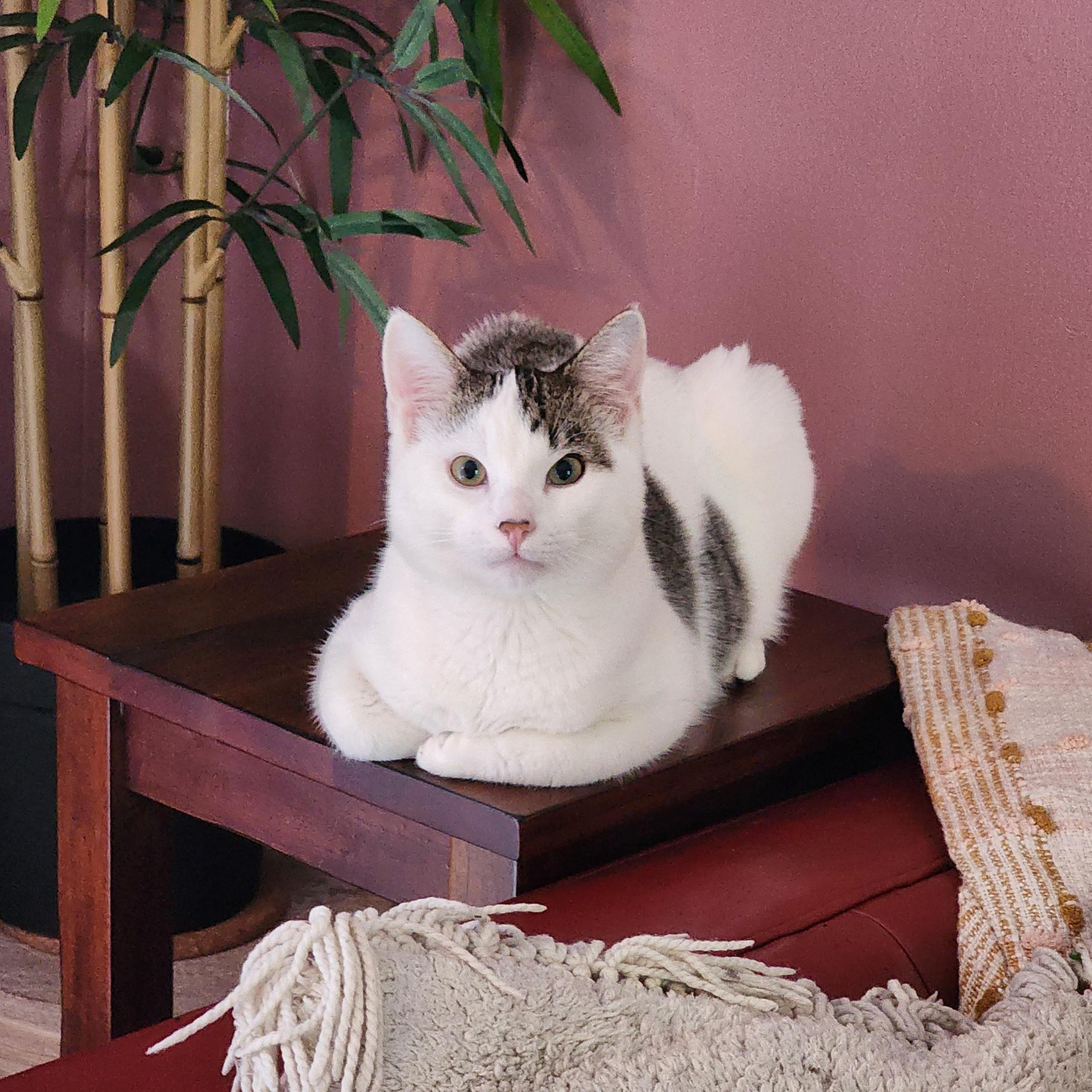 Yuki, ADOPTABLE, Kitten Female Tabby.