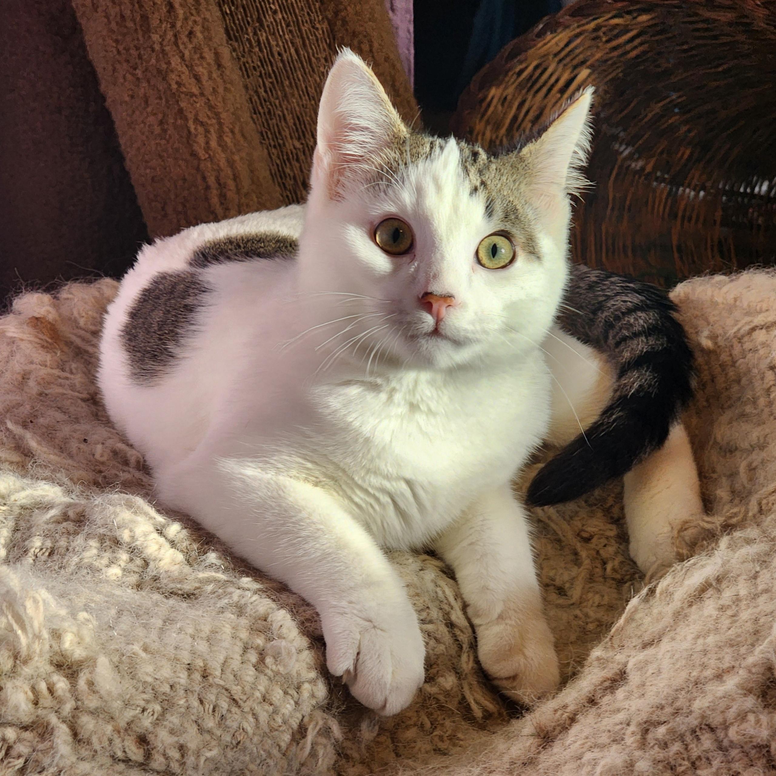 Yuki, a ADOPTABLE Tabby in Woodinville, WA image 2/3
