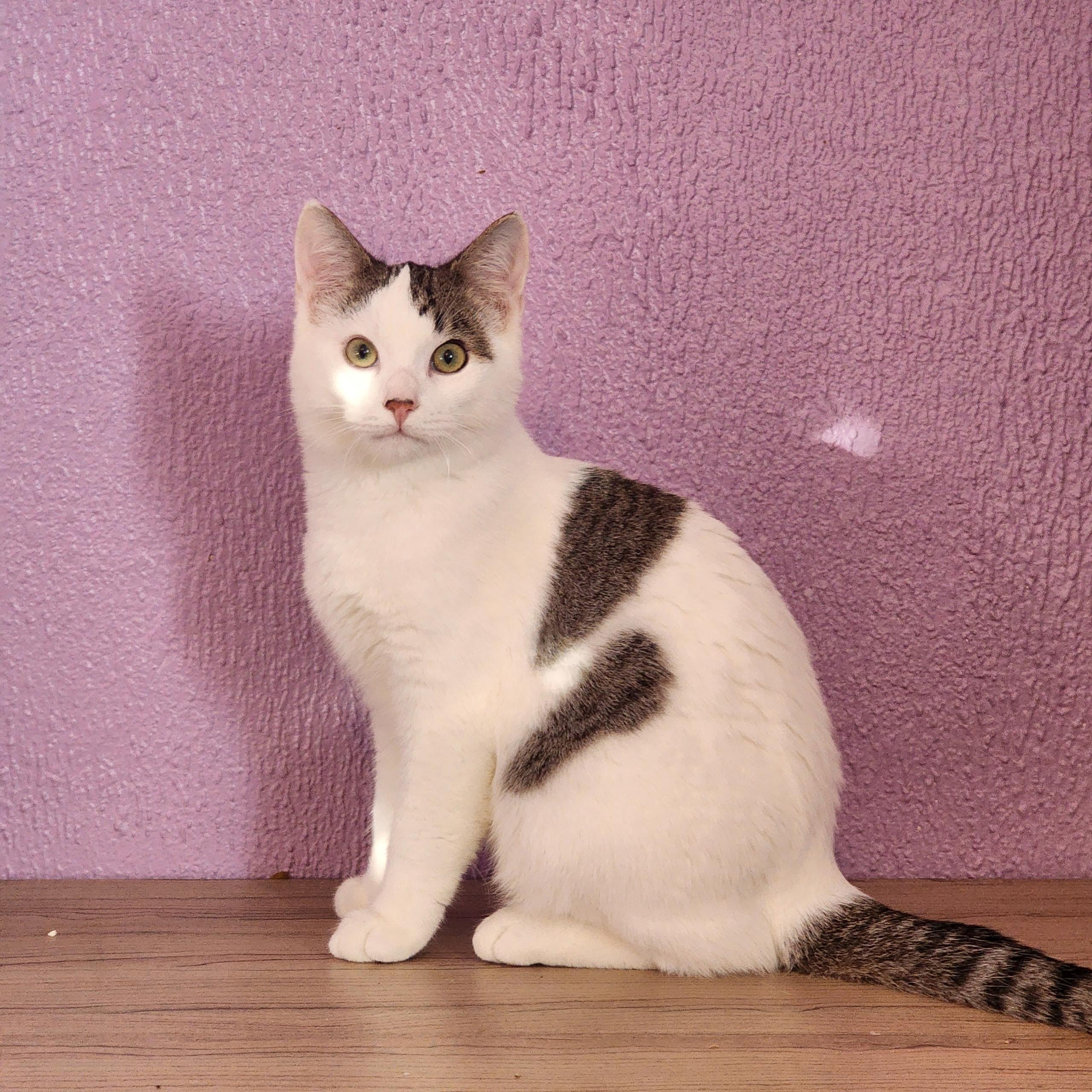 Yuki, a ADOPTABLE Tabby in Woodinville, WA image 3/3