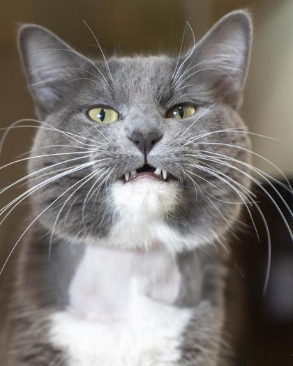Photon, Adoptable, Adult Male Domestic Medium Hair & Domestic Short Hair.