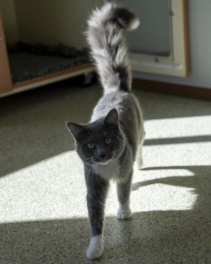 Enlarge Photon, a Adoptable mixed breed in Pequot Lakes, MN image 2/3