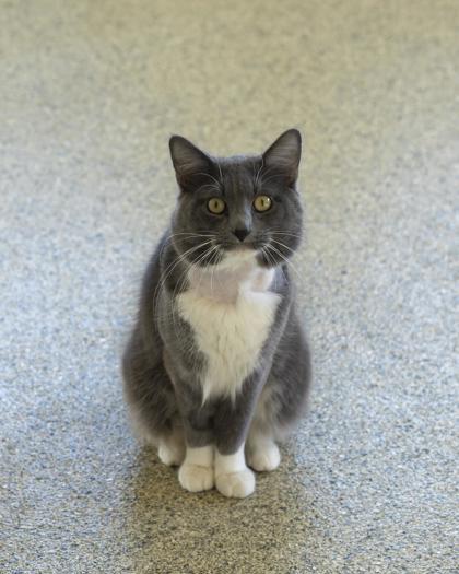 Enlarge Photon, a Adoptable mixed breed in Pequot Lakes, MN image 3/3