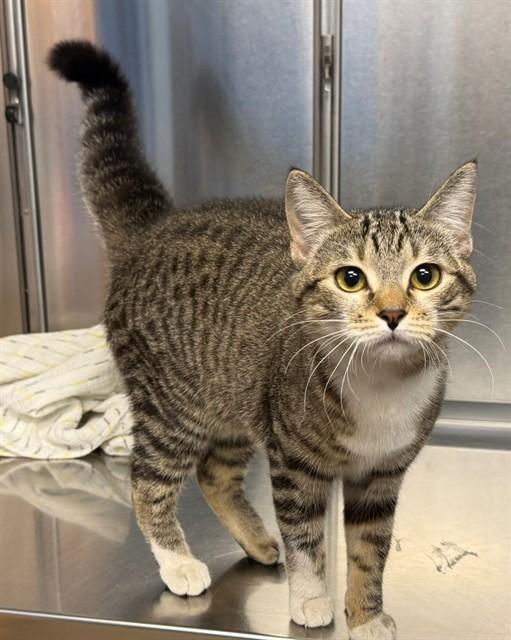 MAZEL, Adoptable, Young Female Domestic Short Hair.