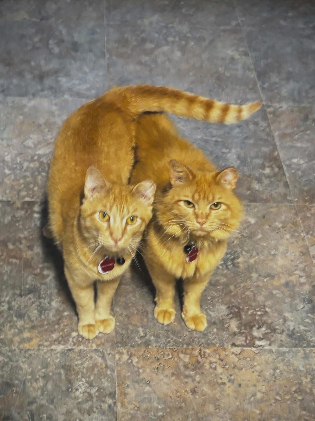 CHIMICHANGA (part of a bonded pair), a Adopted Domestic Short Hair in Grand Rapids, MI image 2/6