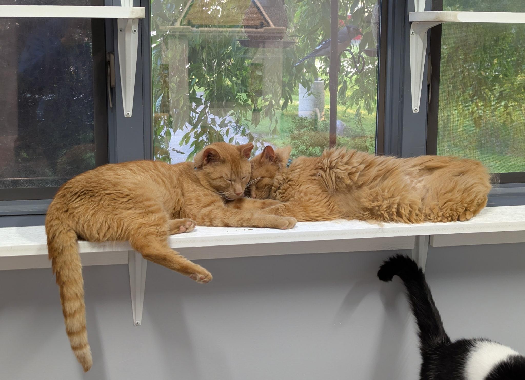 CHIMICHANGA (part of a bonded pair), a Adopted Domestic Short Hair in Grand Rapids, MI image 3/6