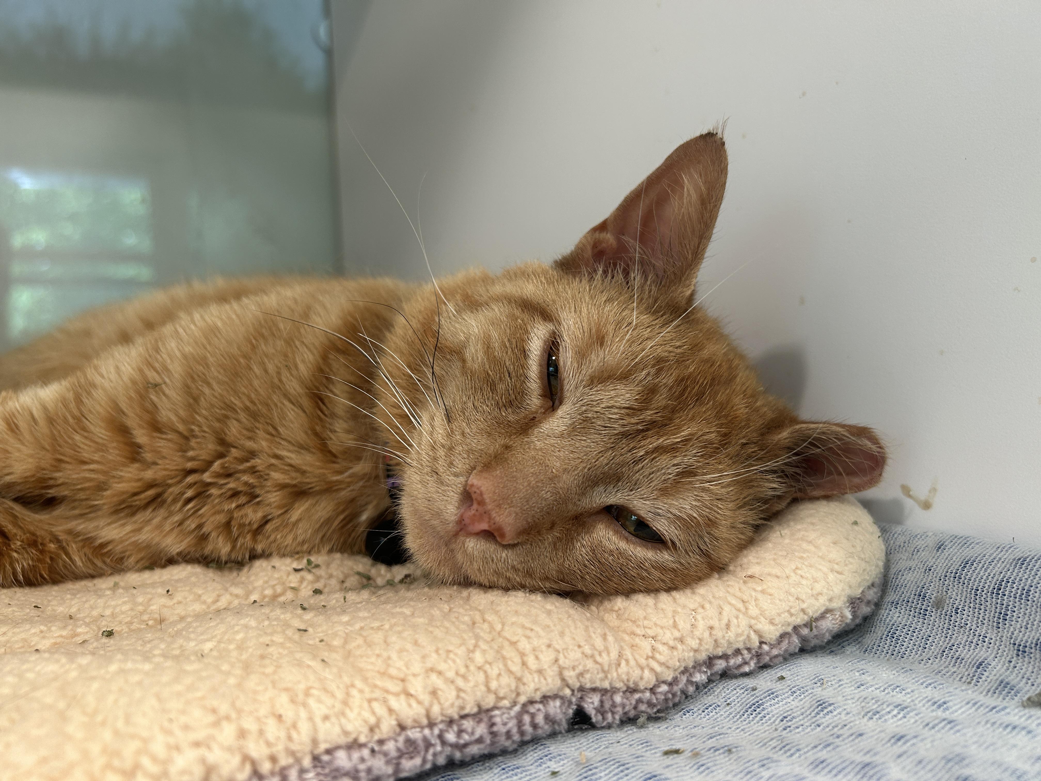 CHIMICHANGA (part of a bonded pair), a Adopted Domestic Short Hair in Grand Rapids, MI image 4/6