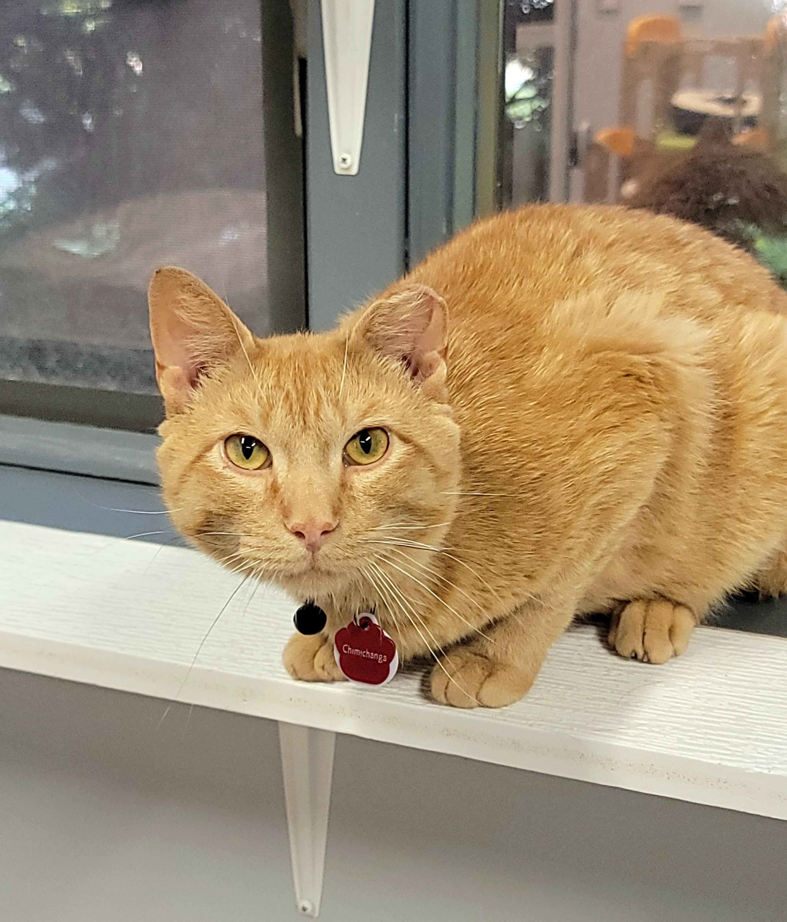 CHIMICHANGA (part of a bonded pair), a Adopted Domestic Short Hair in Grand Rapids, MI image 5/6