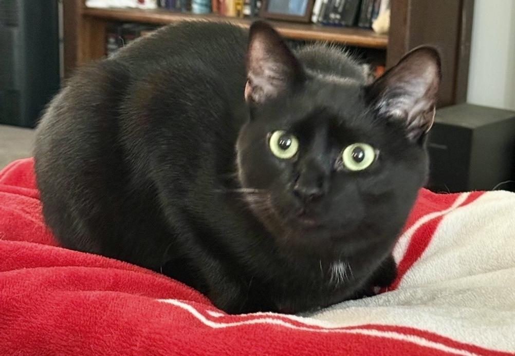 Enlarge Chester, a Adoptable Domestic Short Hair in Fayetteville, NC image 3/6