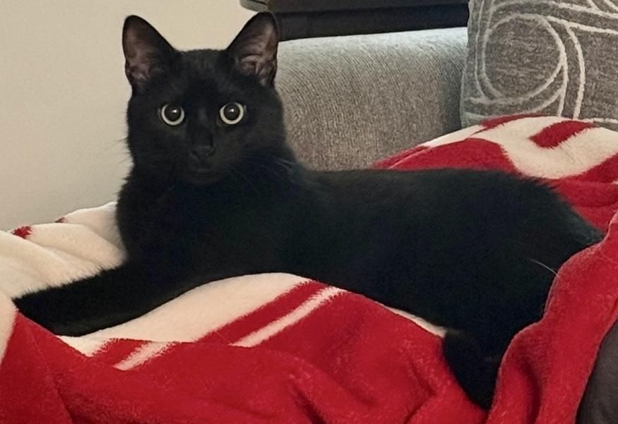 Enlarge Chester, a Adoptable Domestic Short Hair in Fayetteville, NC image 2/6