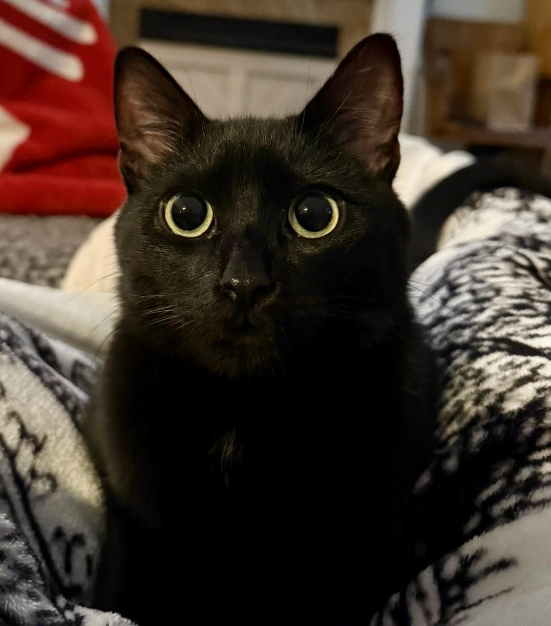 Enlarge Chester, a Adoptable Domestic Short Hair in Fayetteville, NC image 1/6
