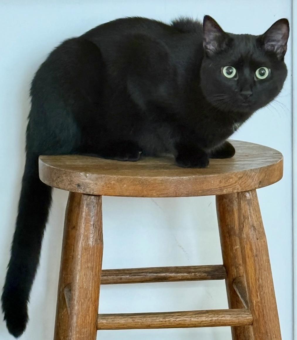 Enlarge Chester, a Adoptable Domestic Short Hair in Fayetteville, NC image 6/6