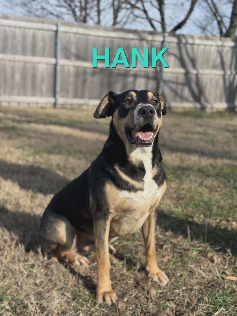 Hank, a Adoptable mixed breed in Republic, MO image 1/3