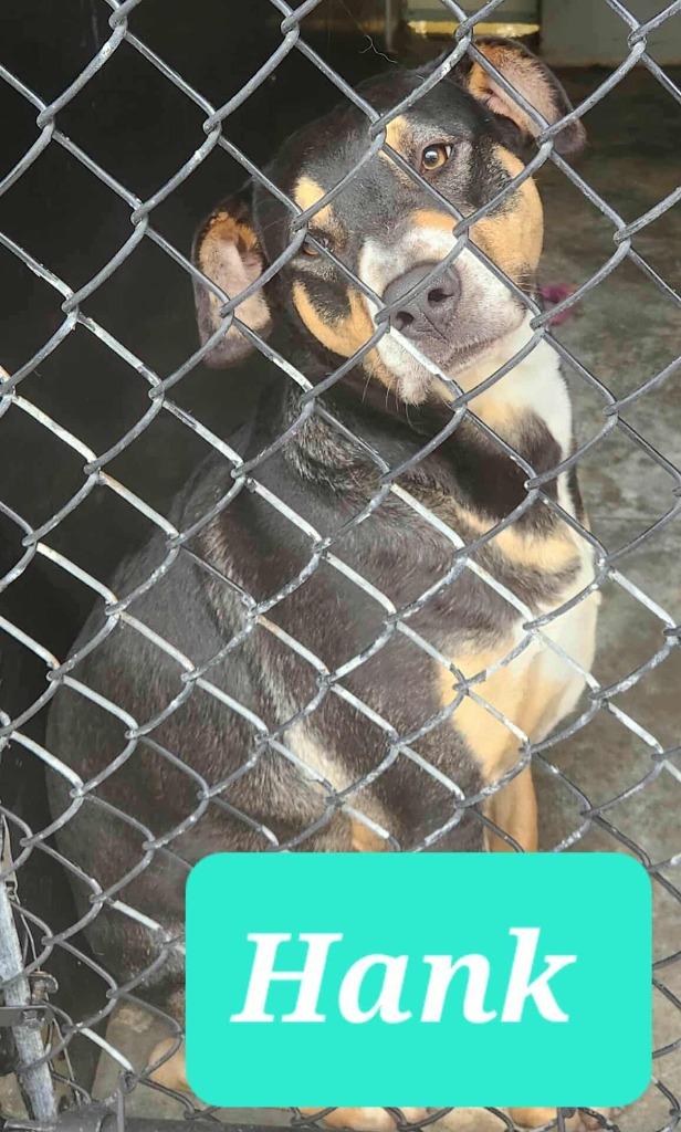 Hank, a Adoptable mixed breed in Republic, MO image 2/3