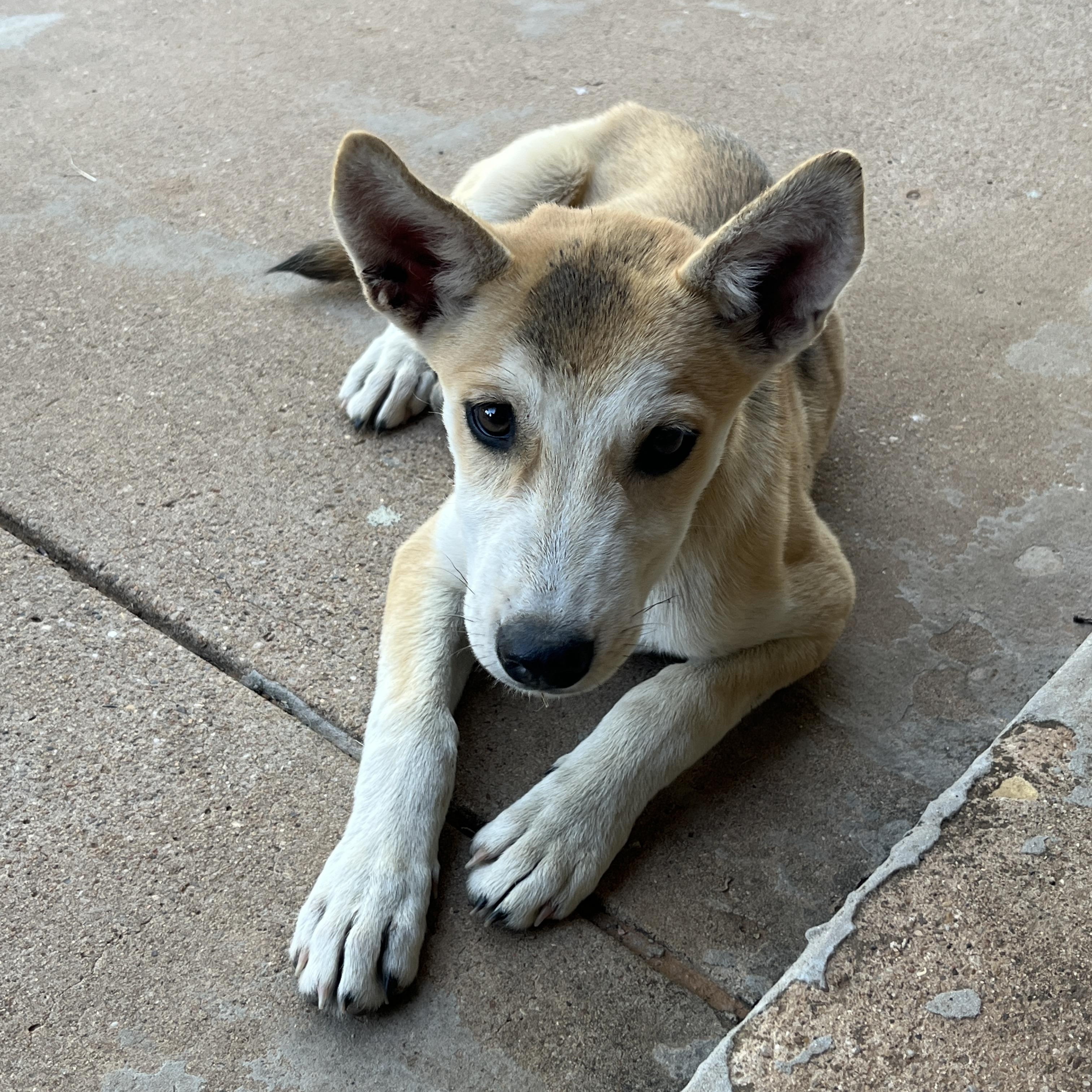 Friday, a Adopted mixed breed in Moscow, PA image 1/4