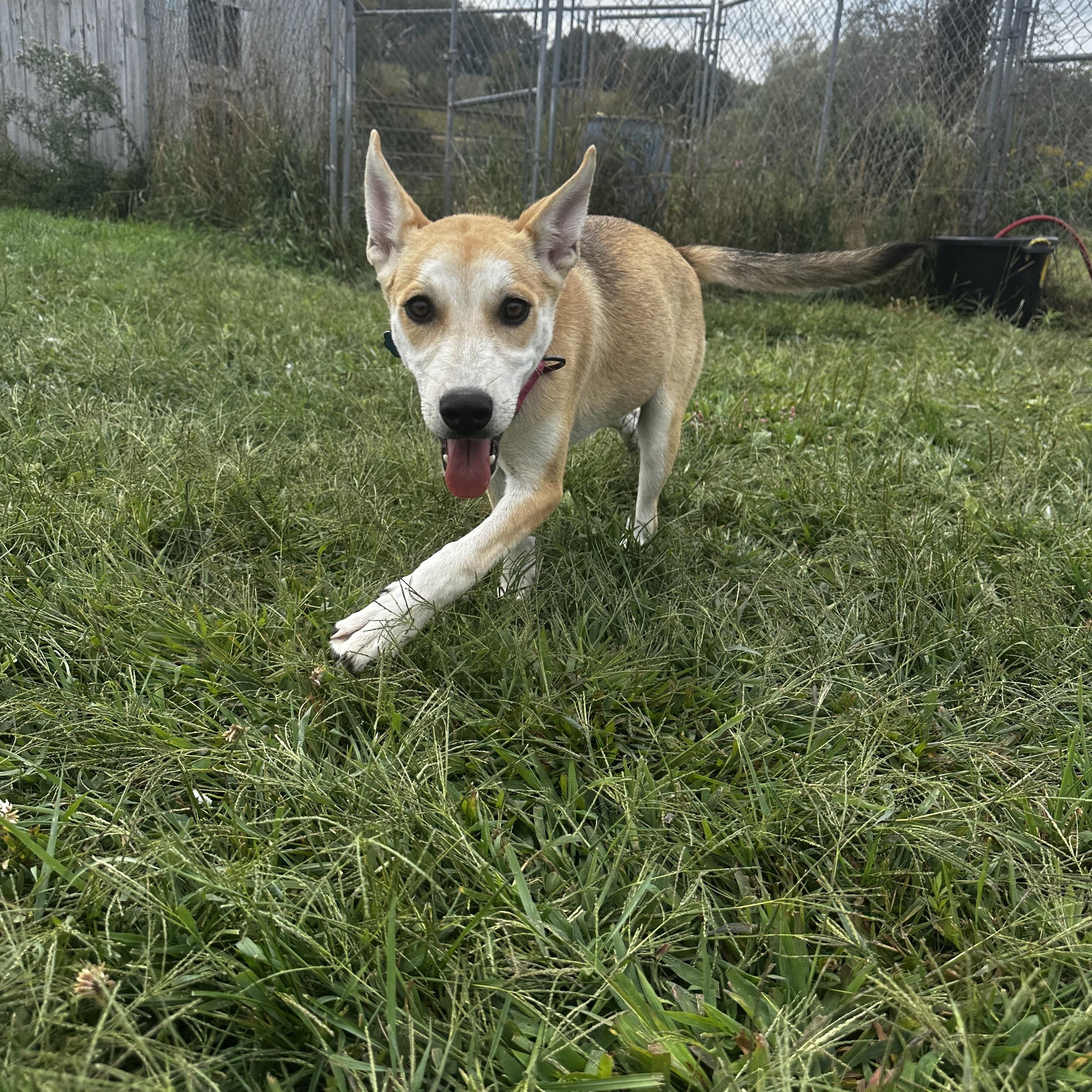 Friday, a Adopted mixed breed in Moscow, PA image 2/4