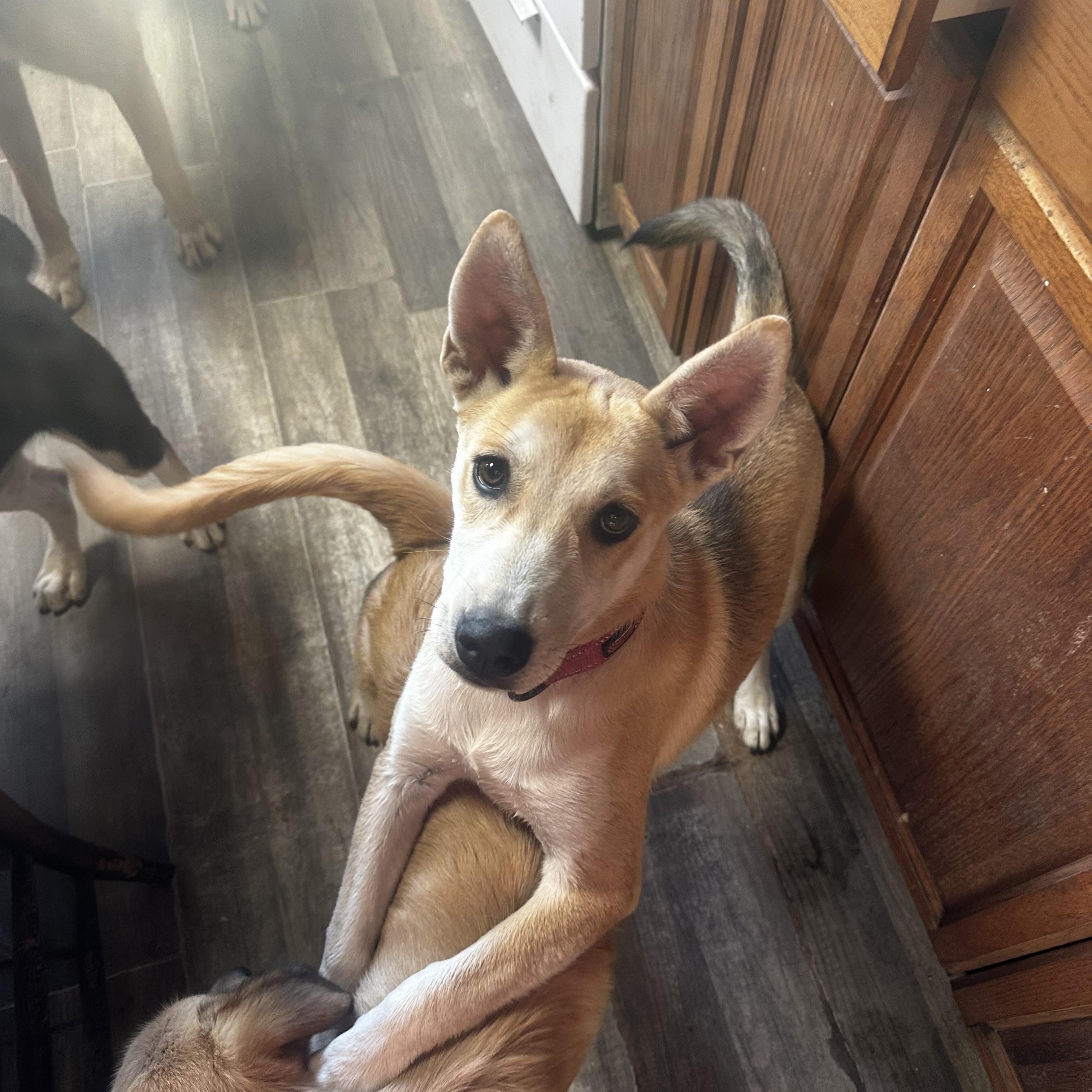 Friday, a Adopted mixed breed in Moscow, PA image 3/4